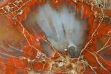 Colorful, Polished Petrified Wood (Araucarioxylon) - Arizona #147916-2